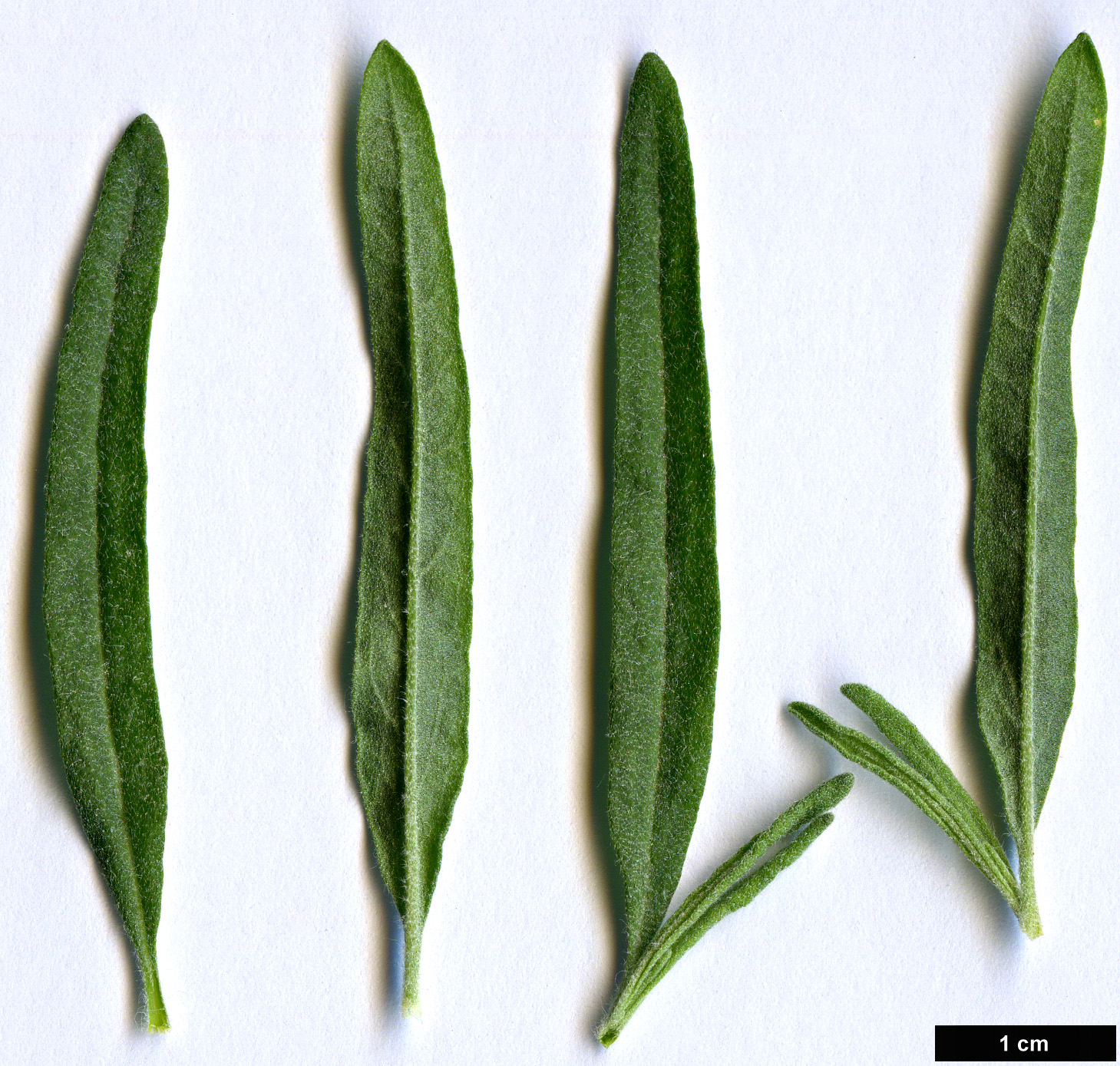 High resolution image: Family: Amaranthaceae - Genus: Krascheninnikovia - Taxon: ceratoides - SpeciesSub: subsp. lanata High resolution image: Family: Amaranthaceae - Genus: Krascheninnikovia - Taxon: ceratoides - SpeciesSub: subsp. lanata